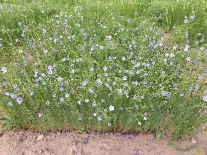 Click for 1 image(s) for this accession.